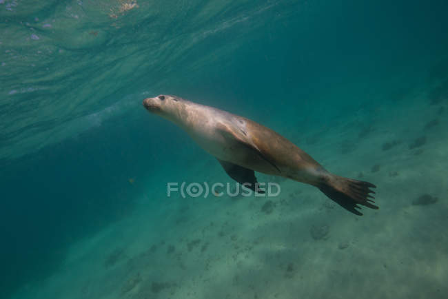 Seelöwe schwimmt im Ozean, Port Lincoln, Südaustralien, Australien — Stockfoto