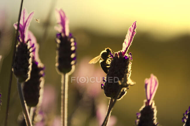 Пчела на цветке лаванды — стоковое фото
