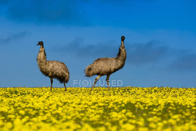 Dois emus de pé em um campo de canola — Fotografia de Stock