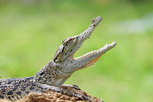 Retrato de un cocodrilo, Indonesia - foto de stock