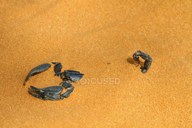 Escorpión enterrado en la arena, Indonesia - foto de stock