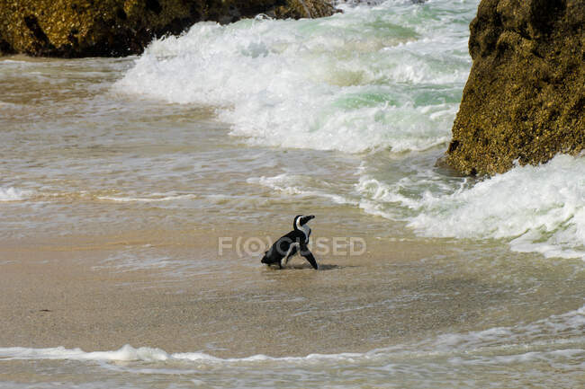 Африканський пінгвін на пляжі Боулдер, Фальш Бей, Західний Кейп, Південна Африка — стокове фото