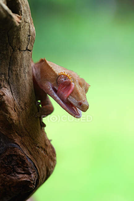 Crested gecko lambendo seus lábios, Indonésia — Fotografia de Stock