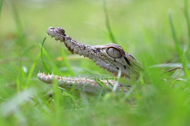 Krokodil im Gras versteckt, Indonesien — Stockfoto