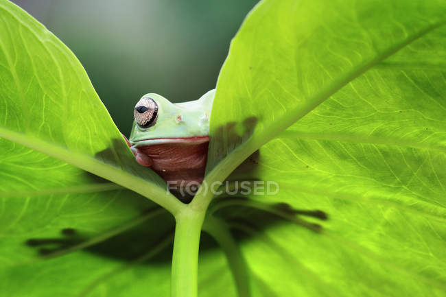 Dumpy frog looking over the edge of a leaf, closeup view — Stock Photo