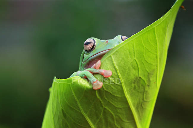 Klumpiger Frosch auf einem Blatt, Nahaufnahme — Stockfoto
