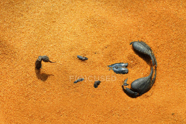 Взгляд на Скорпиона в песке, Индонезия — стоковое фото
