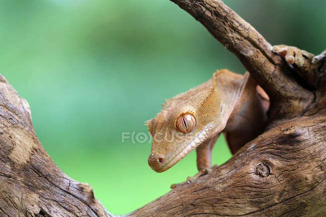 Closeup view of Crested gecko on branch, selective focus — Stock Photo