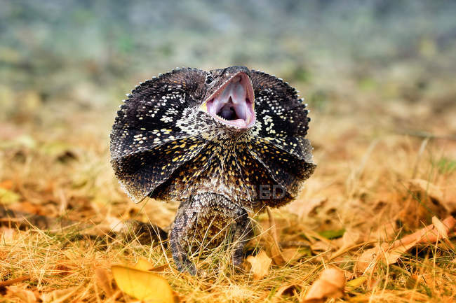 Angry frilled-neck lizard, closeup view, selective focus — Stock Photo