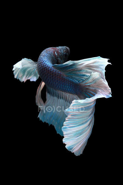 Peixe betta azul em água escura — Fotografia de Stock