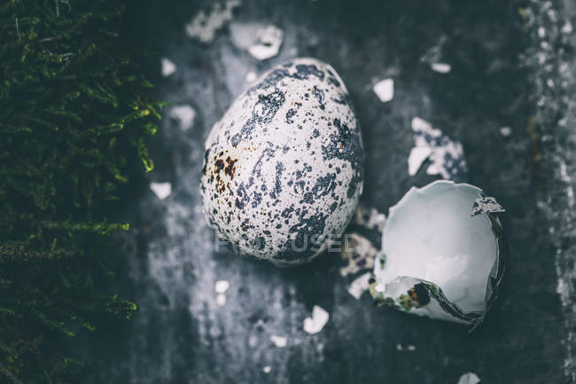 Quail egg and shell with moss, closeup view — Stock Photo