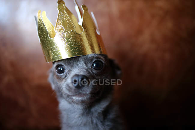 Chihuahua cane indossa una corona d'oro, primo piano vista — Foto stock