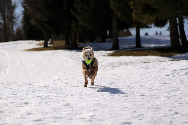 Poodle retrieving holding ball in the snow — Stock Photo