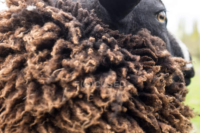 Gros plan d'un mouton avec un manteau épais en laine — Photo de stock