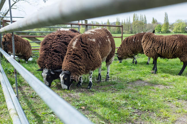 Vista panorámica del pastoreo de ovejas en un campo, Holanda - foto de stock