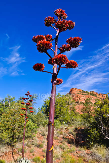 Vista panoramica del gambo del fiore di Agave, Sedona, Arizona, America, STATI UNITI — Foto stock