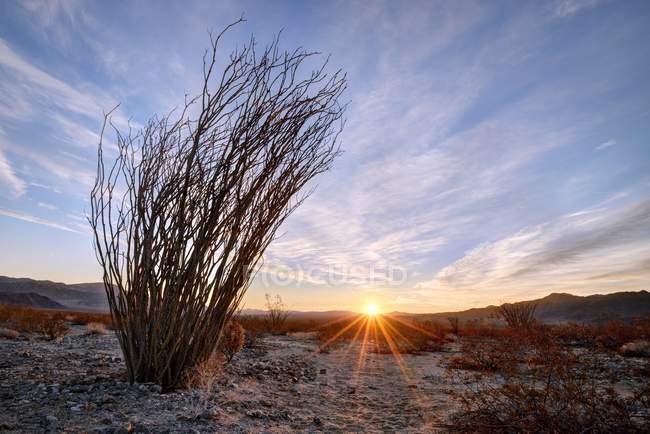 Vue panoramique du cactus Ocotillo au lever du soleil, parc national Joshua Tree, Californie, Amérique, États-Unis — Photo de stock