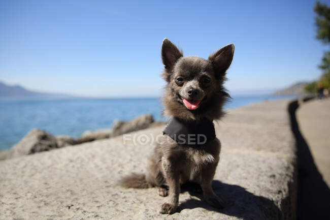 Chihuahua perro sentado junto a un lago - foto de stock