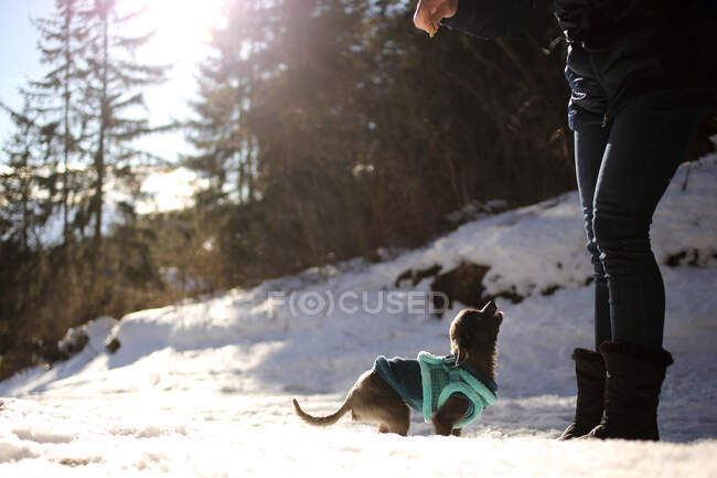 Femme tenant un régal pour Chihuahua chien — Photo de stock