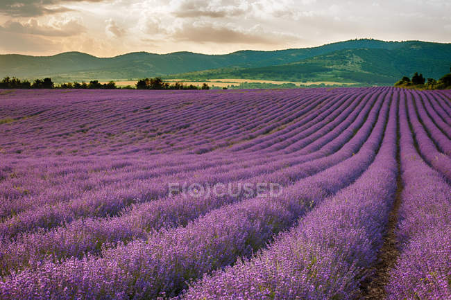 Malerischer Blick auf Lavendelfeld, Bulgarien — Stockfoto
