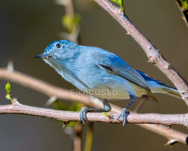 Сине-серая птица Гнат-Ловец, сидящая на дереве — стоковое фото