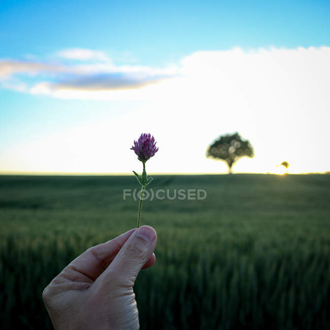 Imagen recortada de Hombre sosteniendo una flor de trébol en un campo al atardecer, Cherveux, Niort, Francia - foto de stock
