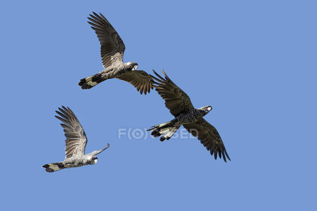 Tres cacatúas de Carnaby en vuelo, Australia - foto de stock