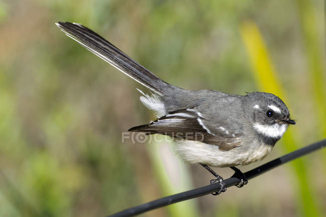 Vista de primer plano del pájaro Fantail gris, fondo borroso - foto de stock