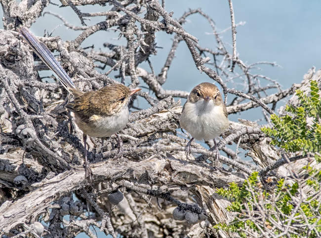 Dos hembras Hada Wren pájaros sentados en el árbol, Australia - foto de stock