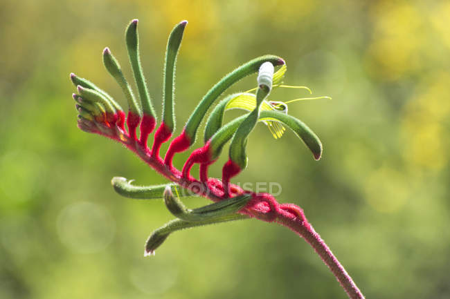 Close-up vista da flor de pata canguru — Fotografia de Stock