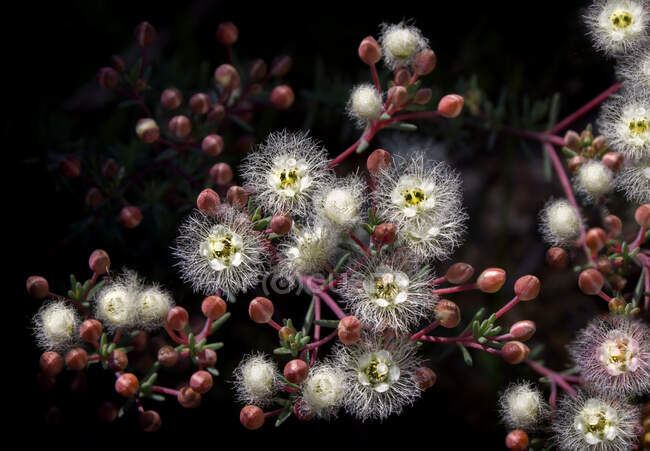 Primo piano del fiore di piume, Australia — Foto stock