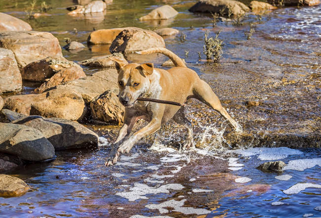 Amerikanischer Staffordshire Terrier Hund spielt im Fluss — Stockfoto