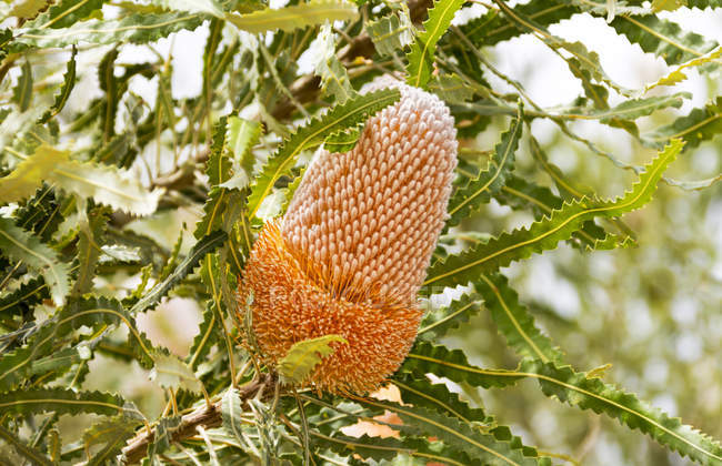 Primer plano de Banksia flower, Australia Occidental, Australia - foto de stock