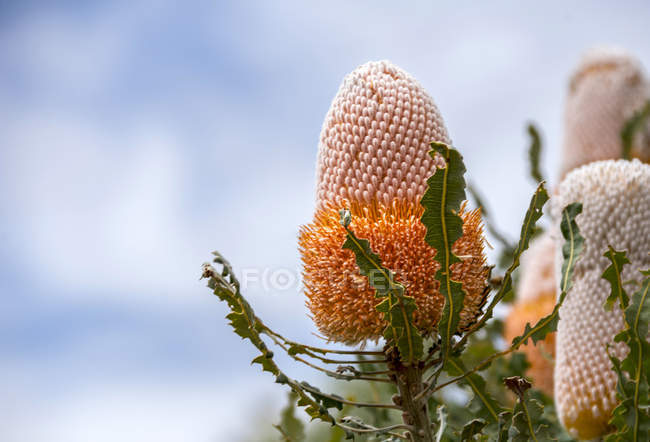 Vista de close-up da flor Banksia, Austrália Ocidental, Austrália — Fotografia de Stock
