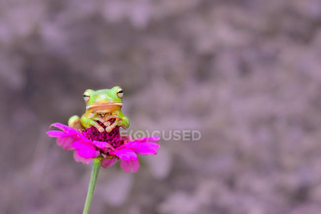 Grenouille à lèvres blanches sur une fleur, vue rapprochée — Photo de stock