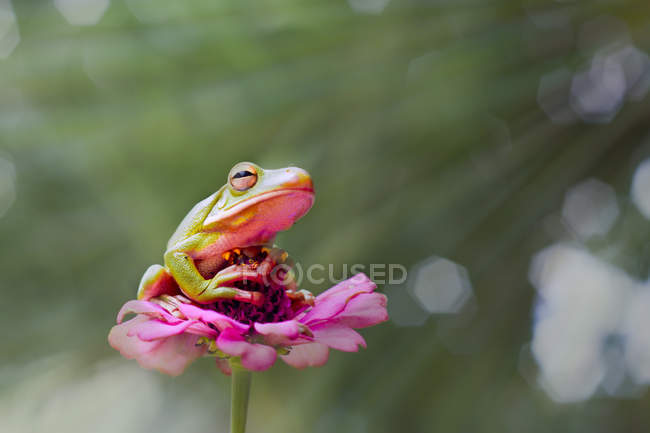 White-lipped tree frog on a flower, closeup view — Stock Photo