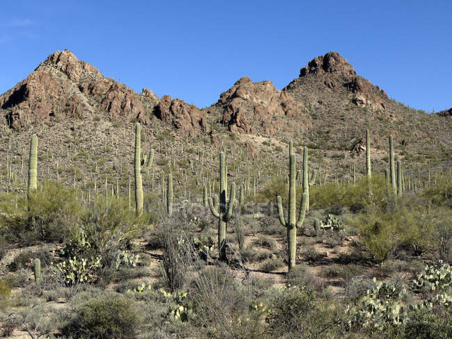 Живописный вид на кактусы Сагуаро, Аризона, Америка, США — стоковое фото