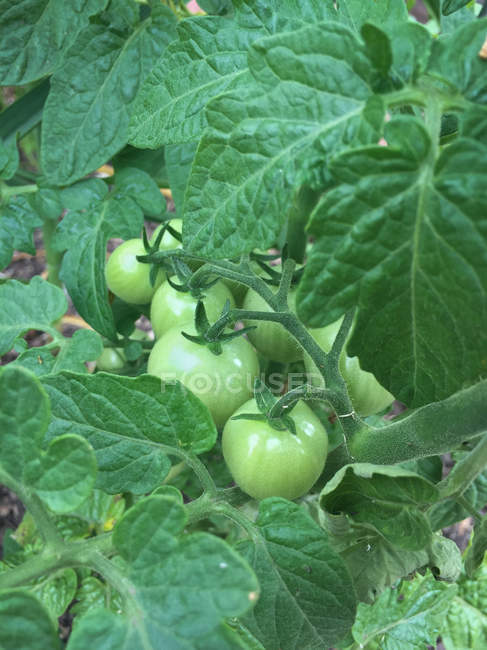 Вид крупным планом на помидоры из зеленой виноградной лозы в саду — стоковое фото
