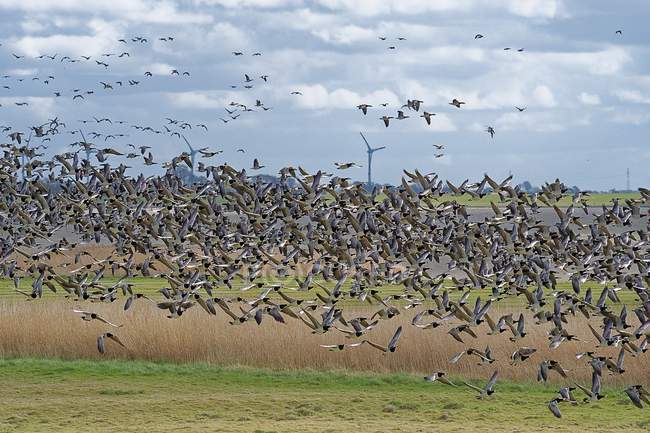 Manada de gansos que vuelan cerca del río Ems, Oldersum, Baja Sajonia, Alemania - foto de stock