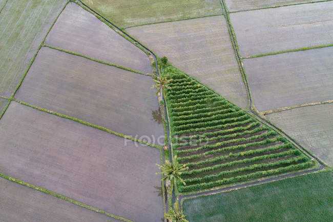 Vista aérea de campos de arroz, Bali, Indonesia - foto de stock