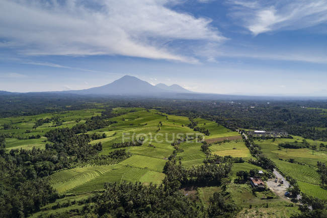 Vue panoramique sur les champs de riz, Bali, Indonésie — Photo de stock