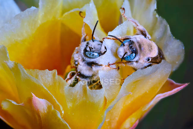 Two Cactus Bees Facing Off on a cactus flower — Stock Photo