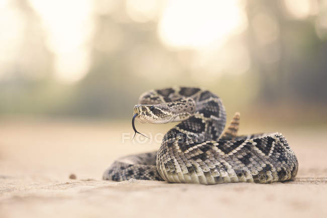 Vista da vicino del serpente a sonagli del Diamondback orientale, sfondo sfocato — Foto stock