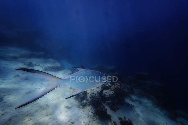 Fische schwimmen unter Wasser, fihalhohi, kaafu, Malediven — Stockfoto