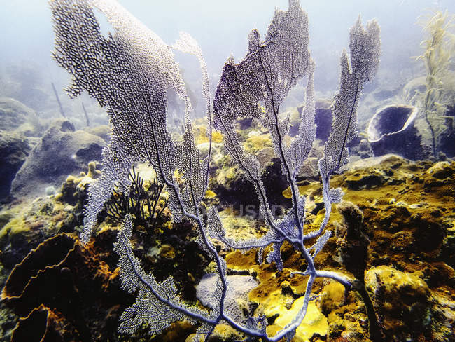 Primer plano de coral bajo el agua, Isla Catalina, República Dominicana - foto de stock