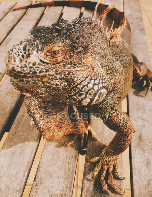 Portrait of an iguana on wooden decking, closeup view — Stock Photo