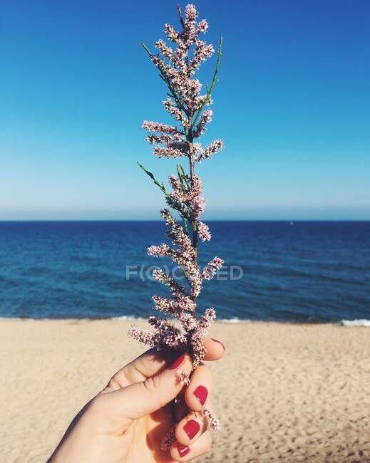 Die Hand einer Frau hält eine Blume mit Strand im Hintergrund — Stockfoto