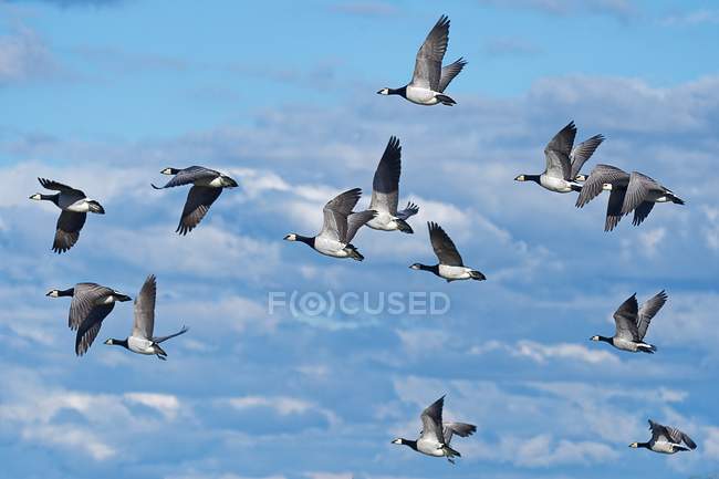 Мальовничий вид зграї гусей, що літають у небі — стокове фото