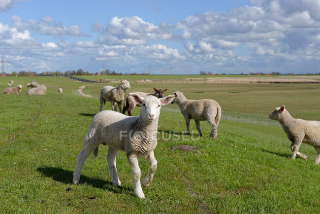 Ovelhas e cordeiros jovens em um campo, Oldersum, Baixa Saxônia, Alemanha — Fotografia de Stock