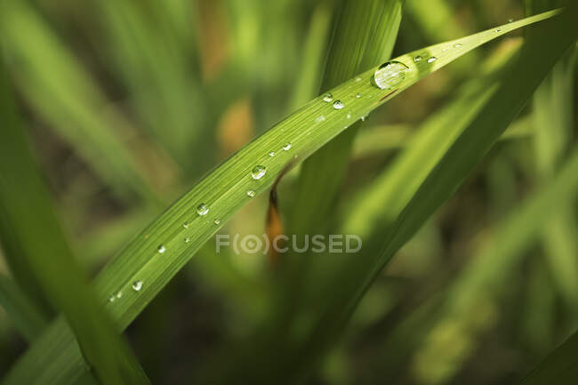 Mattina goccia di rugiada sull'erba — Foto stock
